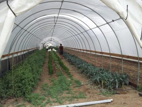 Hoop house with kale, tomatoes and peppers.